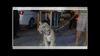 La Profepa asegura tigre que era paseado en Salina Cruz, Oaxaca
