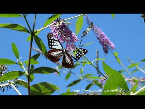 庭のアサギマダラ