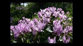 Margaritkelech - Rakefet   Yiddish Hebrew song