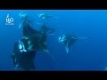 Best of South Ari Atoll - Maldives, H2O Explorers, Whaleshark, Walhai, Mantas, Ari Atoll, Malediven