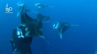 Best of diving in the South Ari Atoll - Maldives