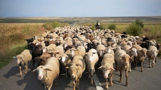 ...grazing with Marty Stuart - Far Away
