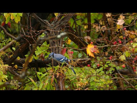 Fall nature 4/6 - One hour of Canada's beautiful autumn foliage and wildlife in 4K
