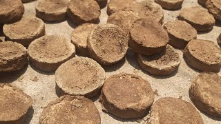 Preparation of Desi Cow Dung Cakes for Plants Manure | SeedBasket |