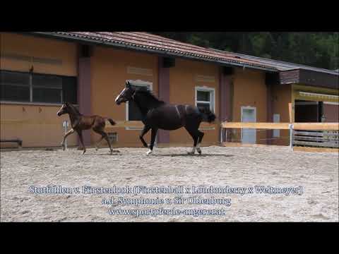 Fuerstenlady - Stutfohlen v. Fürstenlook / Sir Oldenburg foal filly dressage foal