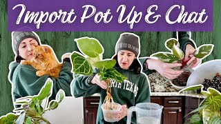 Import Pot Up and Chat | My Latest Import Plants + I Tried Online Dating for the First Time