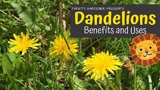 Download lagu Dandelion Benefits and Uses... mp3