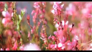 India Martinez - Los gatos no ladran