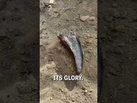 Unearthing a T-rex tooth! 🦷🦖  -  🎥 duranosaur