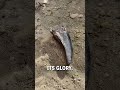 Unearthing A T Rex Tooth Duranosaur