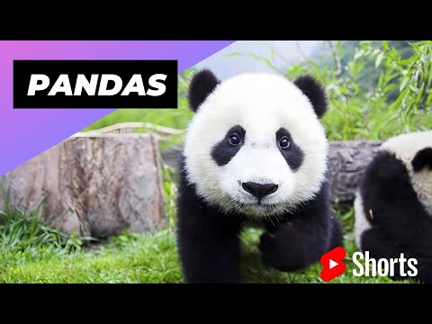 Pandas 🐼 One Of The Worst Mothers In The Animal Kingdom #shorts #pandas #animalkingdom