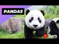 Pandas 🐼 One Of The Worst Mothers In The Animal Kingdom #shorts #pandas #animalkingdom