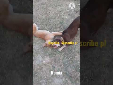 Remix in love❤️😜🤪 #youtubeshorts #funnyshorts #animalbehaviour #funny #nature #dog #kids #doglover