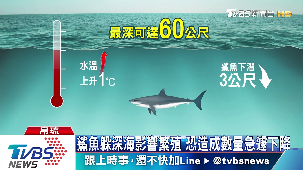 全球海水升溫 帛琉鯊魚夏季神秘消失