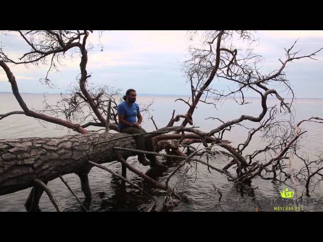 Чай как инструмент коммуникации. Чай и профессиональная психология.