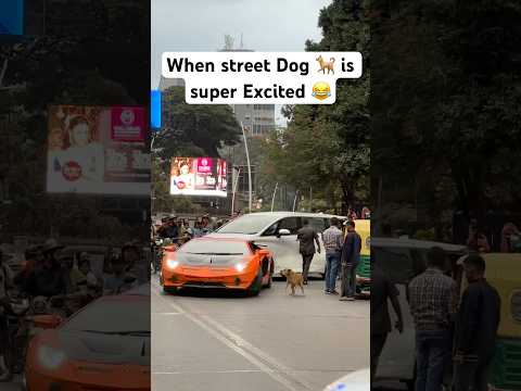 when street dog 🐕 is super excited to see the Bullgod 🐂😜 #shorts #lamborghini #bangalore