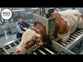 Inside A Cow Slaughter Factory From Cattle Farming To Food Leather Products