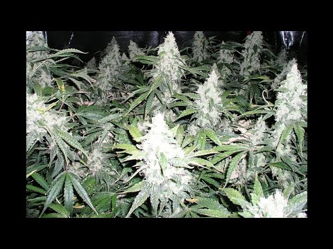 Al Da Jazzmatic***Dope Shit