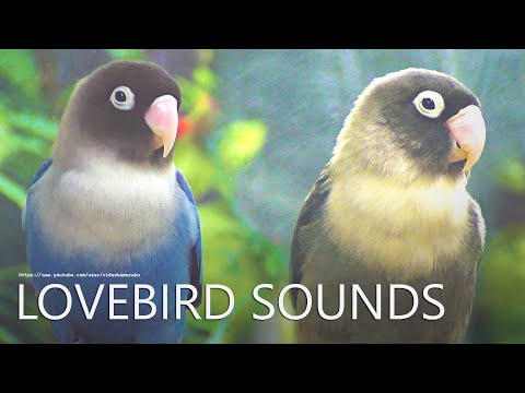 Lovebird Chirping Sounds - Black & Blue - Black Masked Lovebird