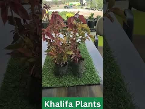 Khalifa Plants Hindustan Success Agro