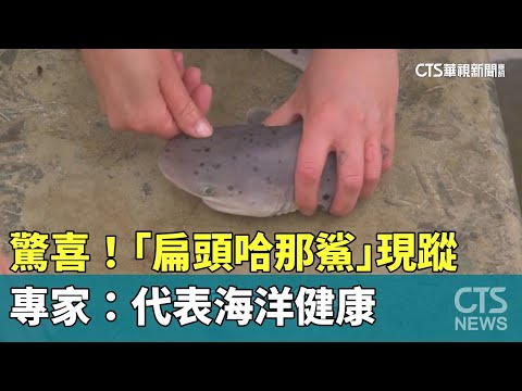 驚喜！「扁頭哈那鯊」現蹤　專家：代表海洋健康
