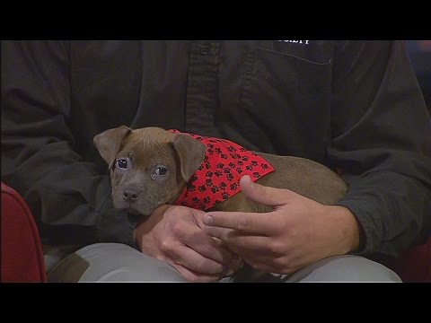 Michigan Humane Society talks about pet adoption