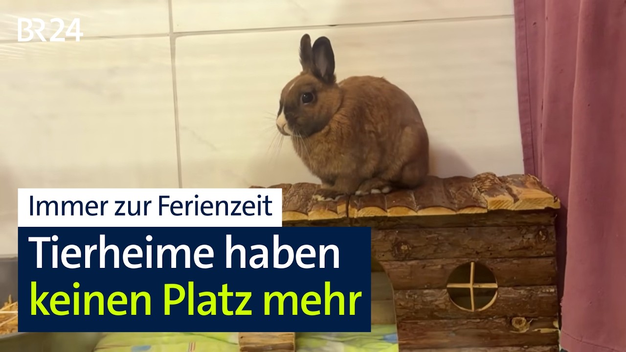 Ferienzeit bedeutet überfüllte Tierheime | BR24
