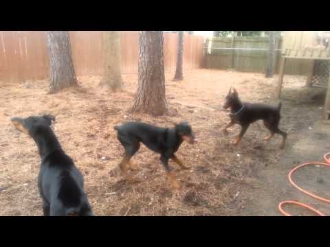 3 Doberman pinschers playing