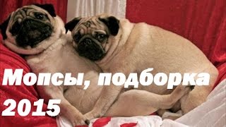 Приколы! Подборка Смешнот с Мопсами. 5 минут хорошего настроения! 2015 Funny Pugs Compilation 5 min
