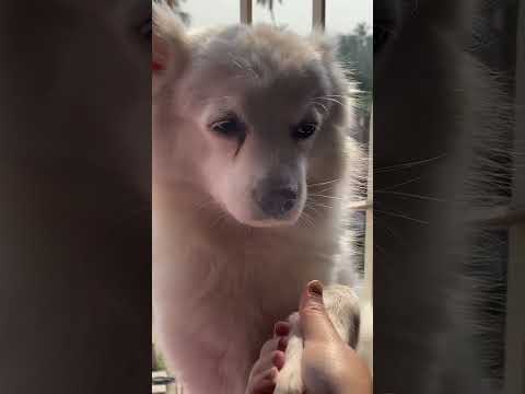 Bozoo & Ozzie || cutest dog || dog lover ||