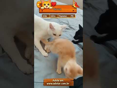 Vídeo de Marvem
