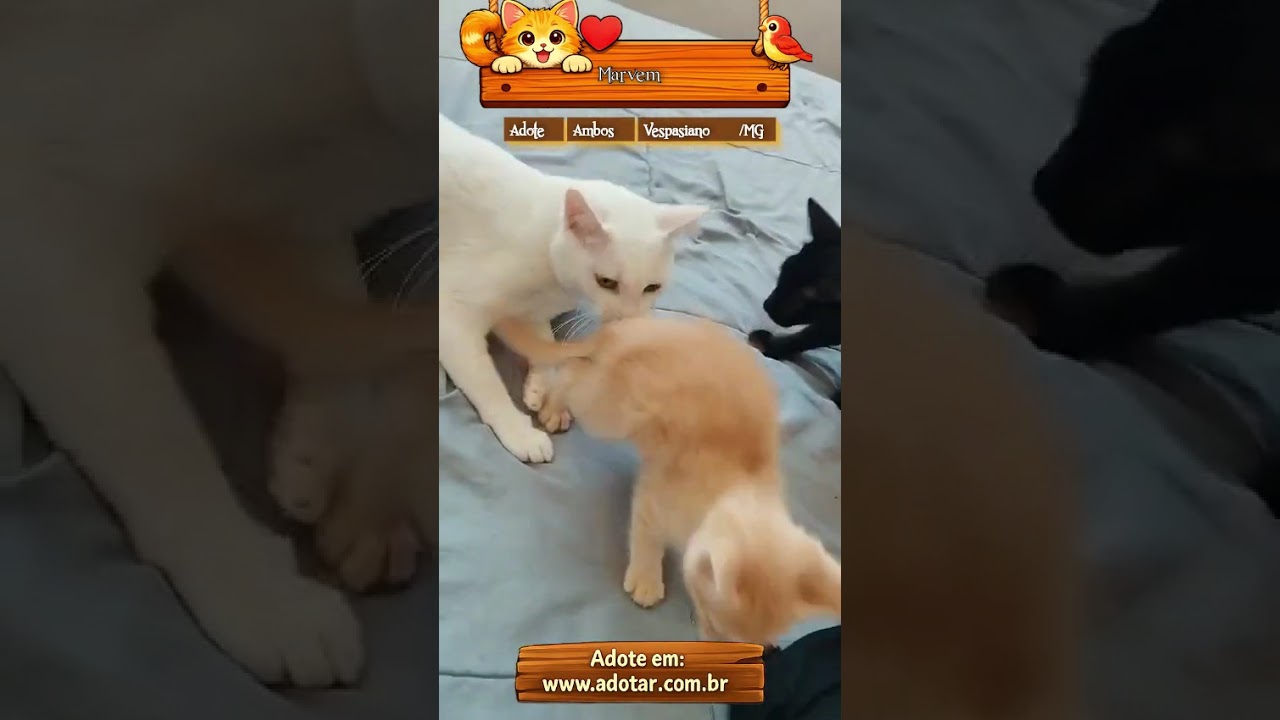 Gato raça SRD-ViraLata idade 2 anos nome Marvem