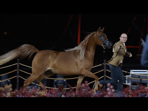 HELWA AL BAWADI - Junior Fillies Contender, KIAHF 2023 Peninsula Show