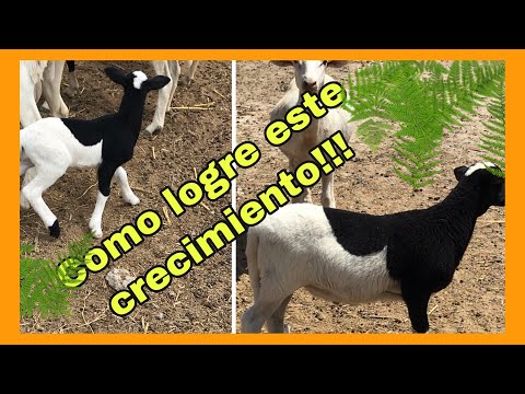 Diet results for developing sheep