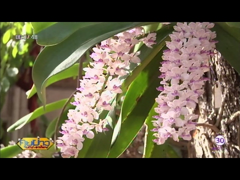 Aphrodisiacs ยาแผนโบราณ สิ่งที่จะกินสำหรับคนแรง