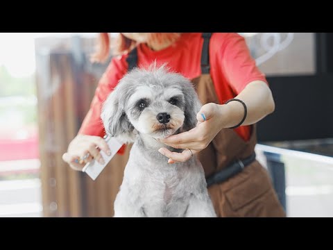 Trimming Salon SWAGトリミングサロン スワッグ/群馬県館林市松原のトリミングサロン | 城沼総合運動場から徒歩4分。館林駅から車で約7分。