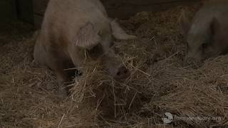 Pigs going to bed at Farm Sanctuary!
