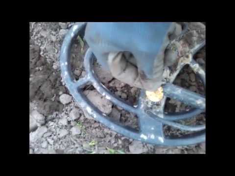 Finding a golden ducat!!