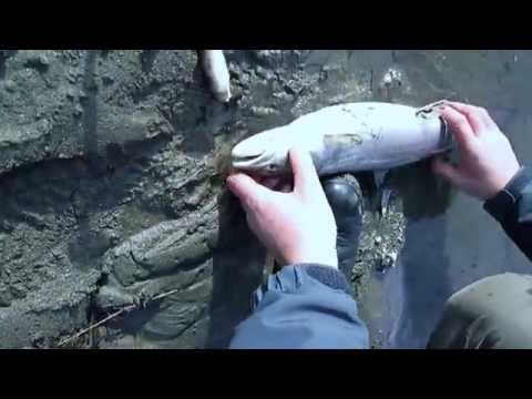 Mladica 50cm 07.01.2015.C&R