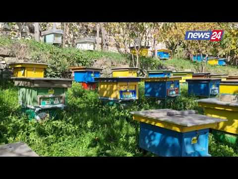 Mjalti i gështenjës së Labinot Malit  njihet si një nga llojet më cilësore në Europë