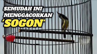 Download lagu TERNYATA GACORKAN SOGON SEGAMPANG INI‼️Lihat Triknya mp3