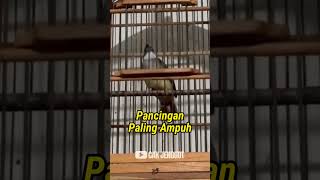 Download lagu PANCINGAN CUCAK JENGGOT GACOR  PALING MEWAH‼️ mp3