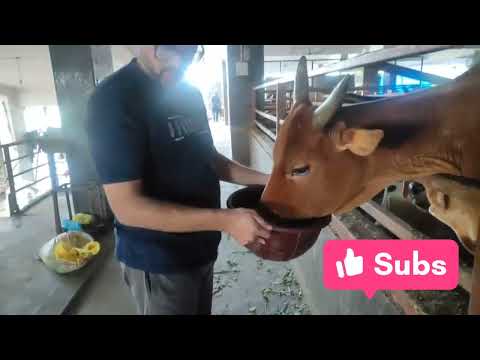 Ghoo Seva #Cowseva @commonmanphani #savecows 🙏🙏