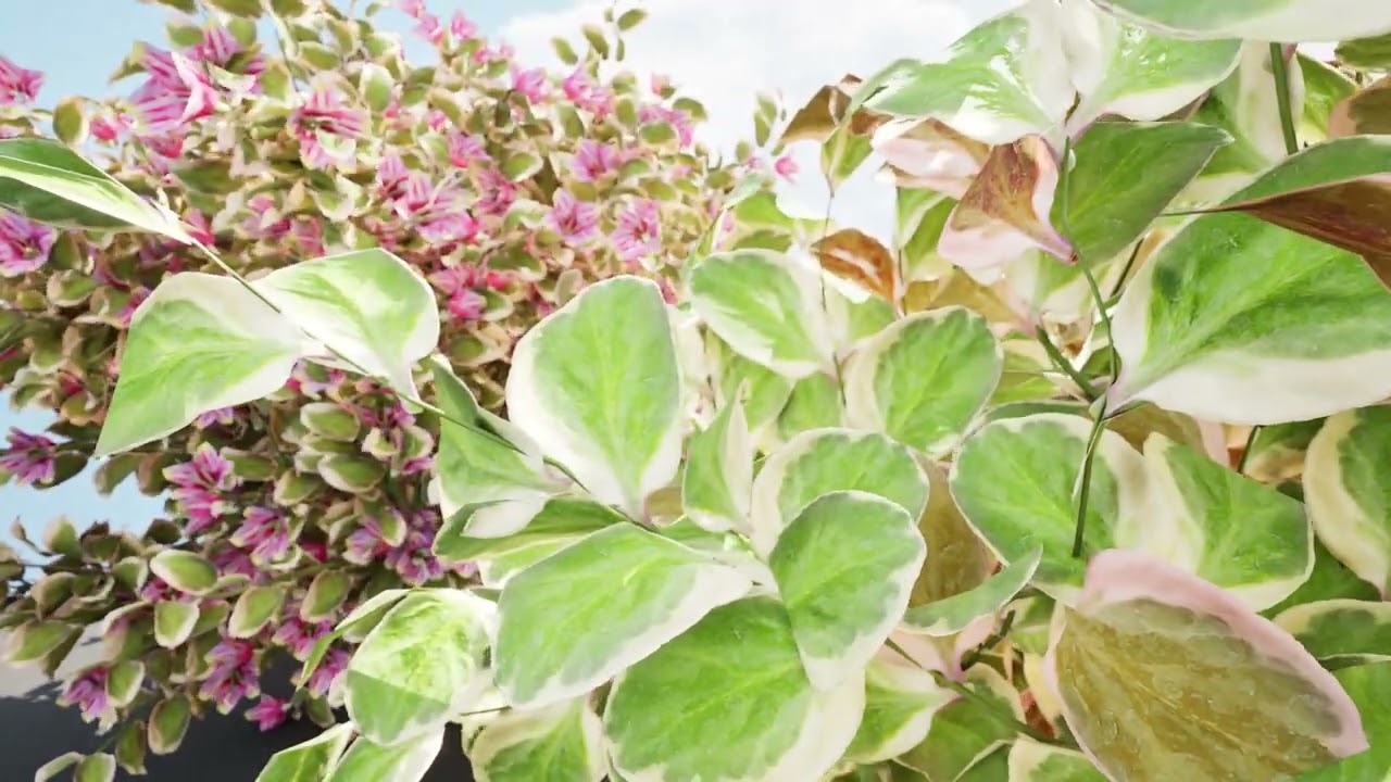My Monet Weigela shrub 3D Model