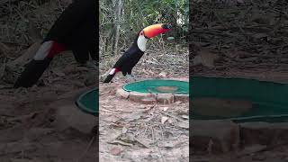 a natureza é incrível