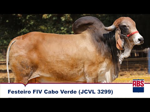 FESTEIRO FIV (JCVL 3299) - Touro Gir Leiteiro ABS