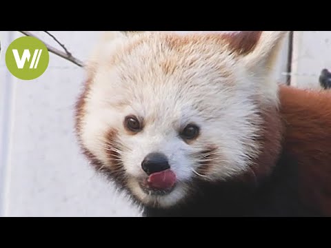 Rote Pandas: Die neuen Lieblinge im Opel Zoo