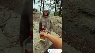 Download lagu Monkey drink funny ππ€£#shorts #funny mp3 Download lagu Monkey drink funny ππ€£#shorts #funny mp3