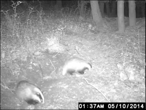 Bursuci, Badgers on trailcam