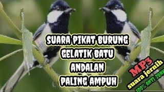 Download lagu Suara pikat burung gelatik batu terampuh mp3